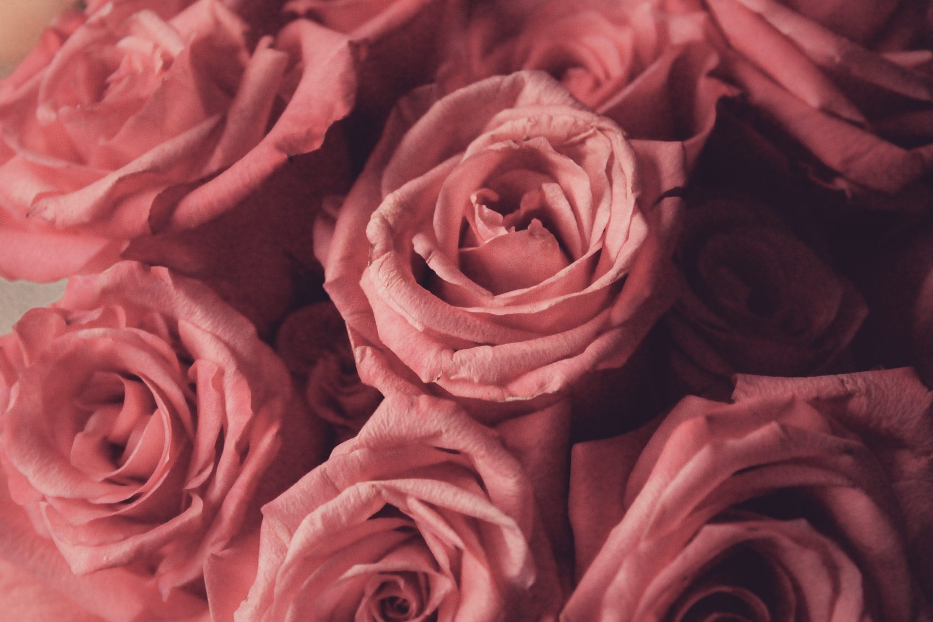 pink-roses-1447367